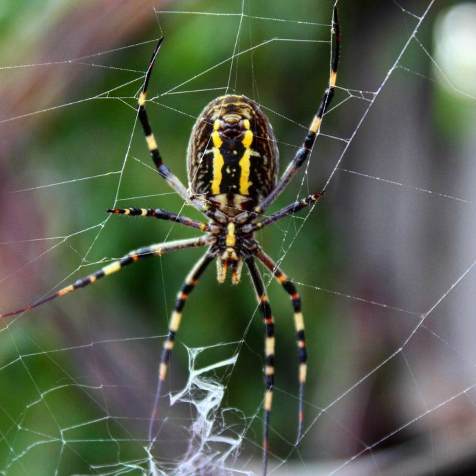 Паук волк крестовик