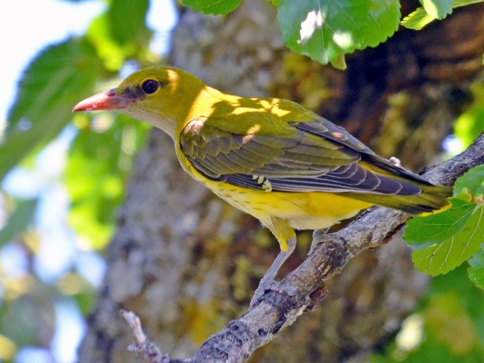 Обыкновенная Иволга Oriolus Oriolus