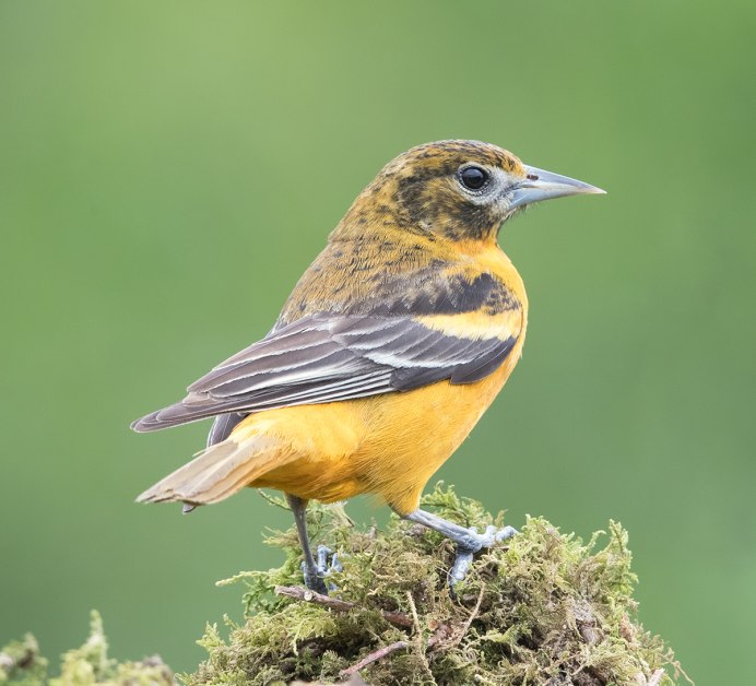 Обыкновенная Иволга Oriolus Oriolus