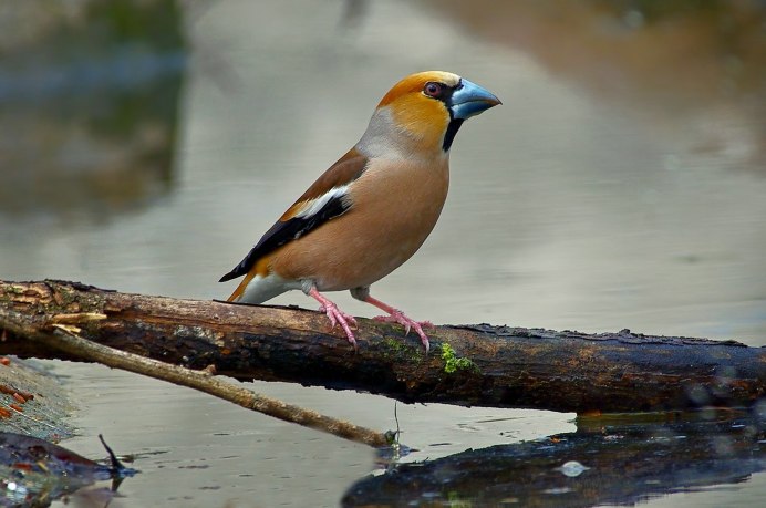 (African Golden Oriole)
