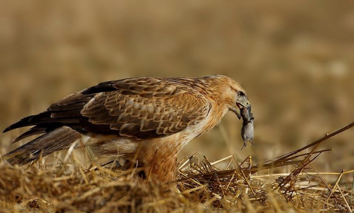 Ястреб курганник