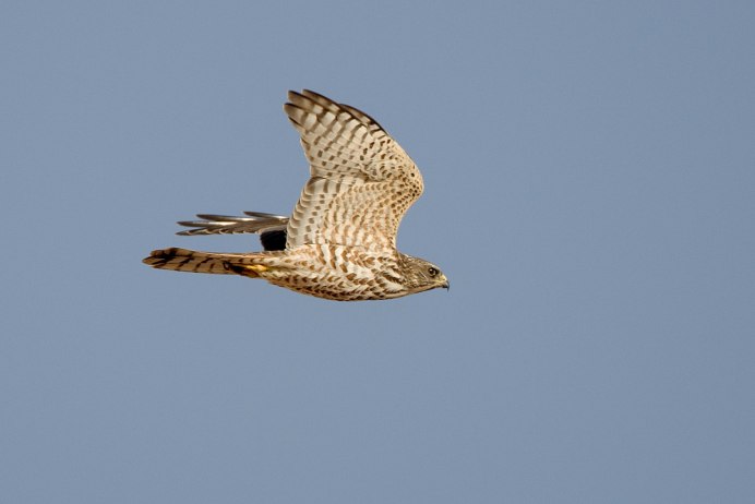 Европейский ястреб