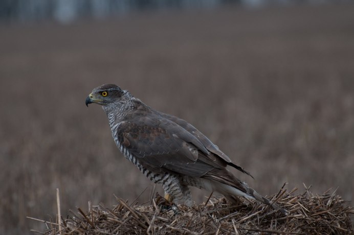 Лунь канюк тетеревятник
