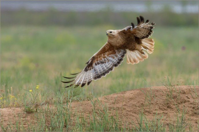 Степной Орел Волгоградской области