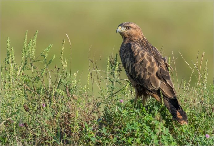 Степной Орел в степи