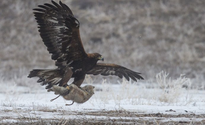 Беркут ястреб Коршун