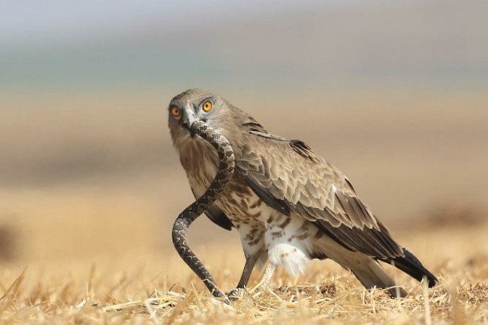 Орел Змееяд