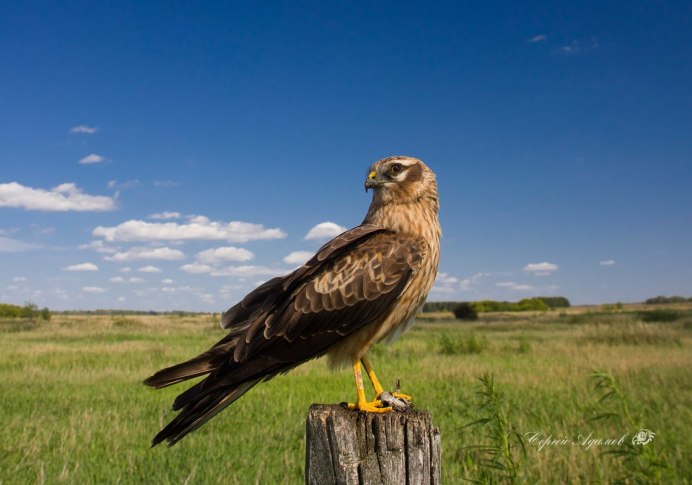 Хищные птицы пустынь и полупустынь России