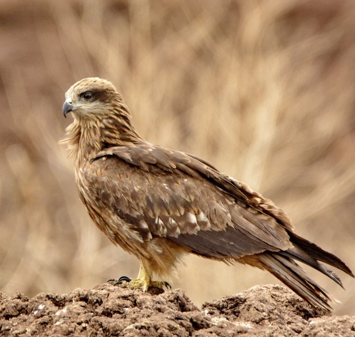 Охота степного орла на суслика