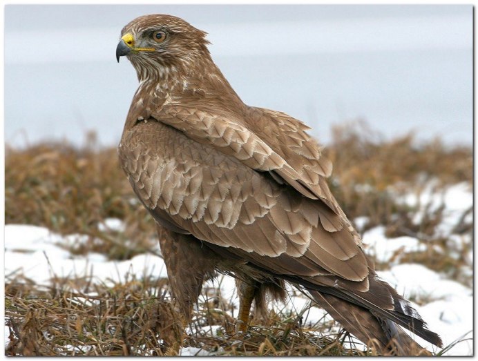 Ястреб канюк Орел Коршун