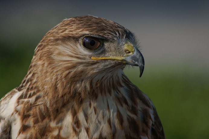 Ястреб полевой Лунь