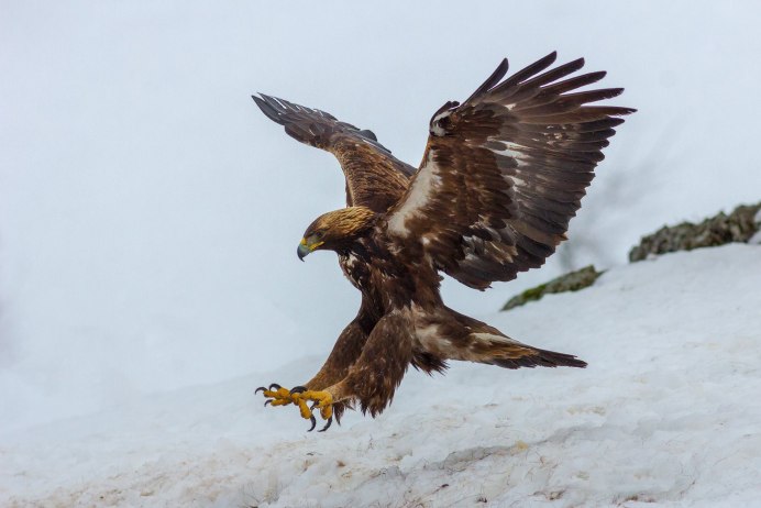 Орел-курганник Ставропольского края