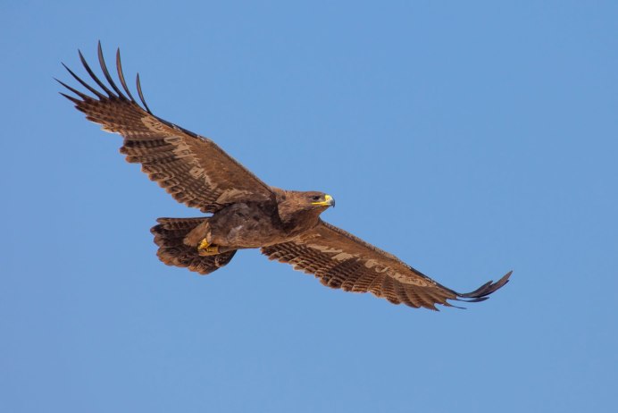 Беркут, Орел Степной, Сокол- балобан.
