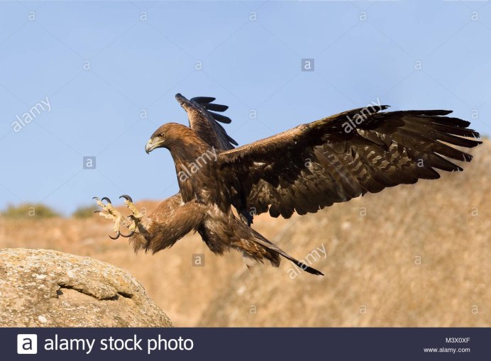 Луговой Лунь