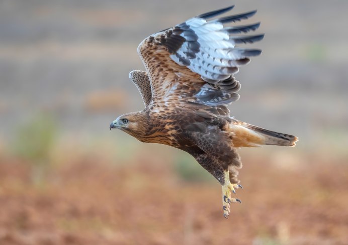 Орел курганник