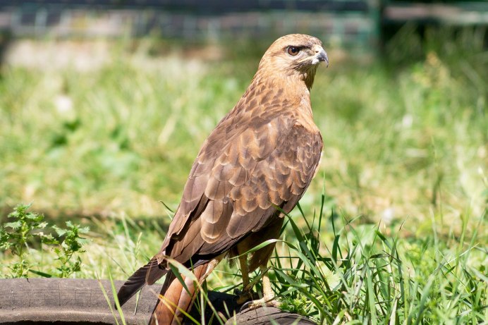 Орел могильник фото