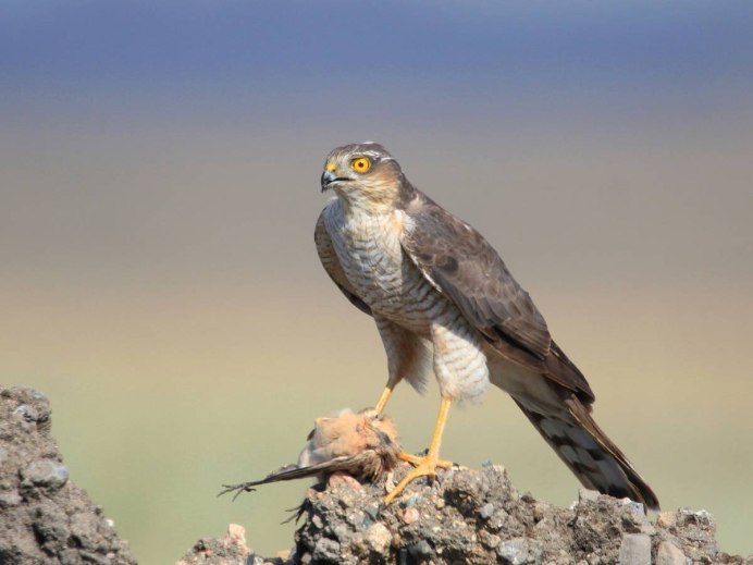 Ястреб-тетеревятник самка