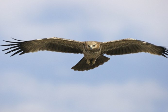 Полевой Лунь самка