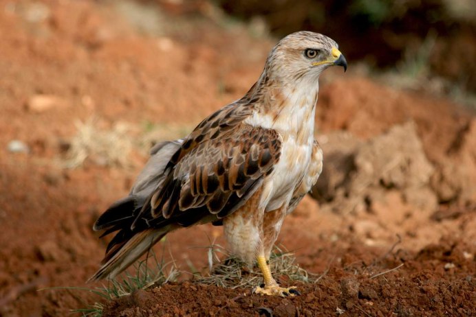 Курганник канюк обыкновенный