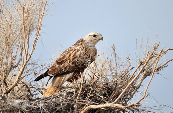 Краснохвостый ястреб