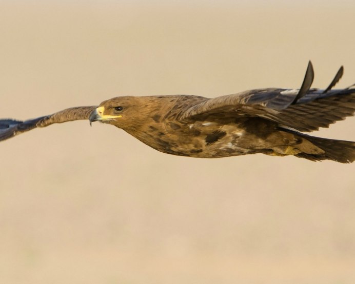 Степной Орел охотится