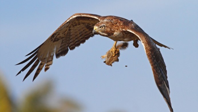 Ястреб канюк Орел