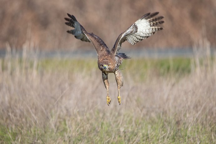 Степь охота с орлом