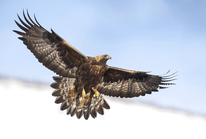 Орел в полете спереди