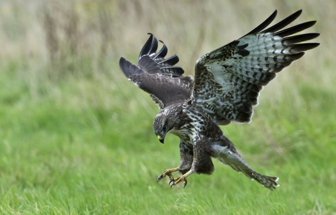 Орёл Беркут и Коршун