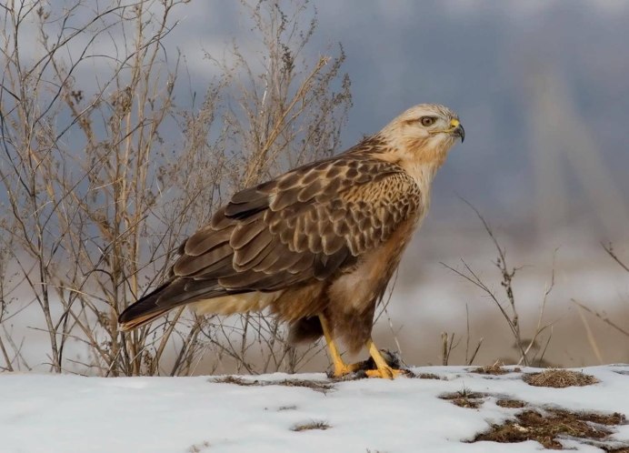 Степной Орел Ростовской области