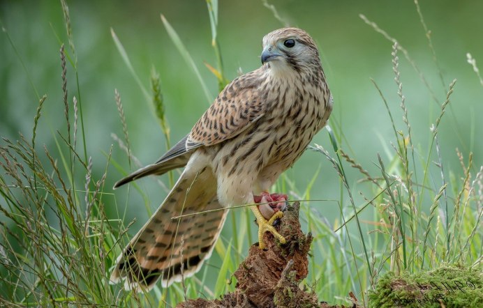 Ястреб пустельга Сокол пустельга