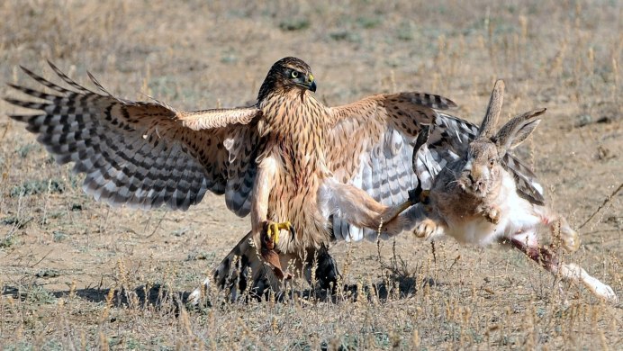 Беркут курганник