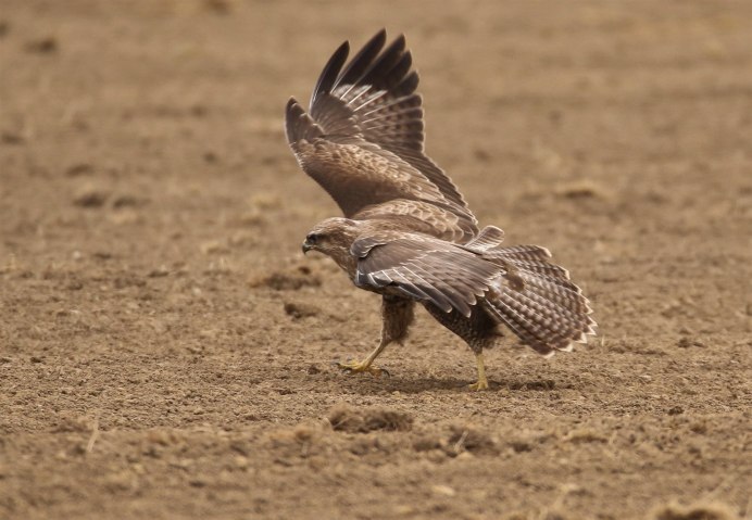 Сокол пустельга полет