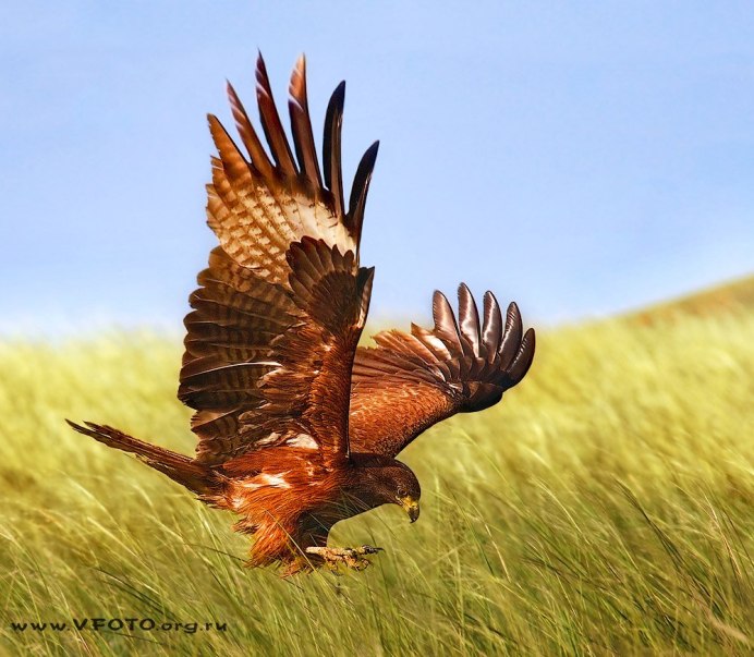Степной Орел и Беркут