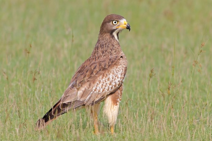 Степной Орел Волгоградской области