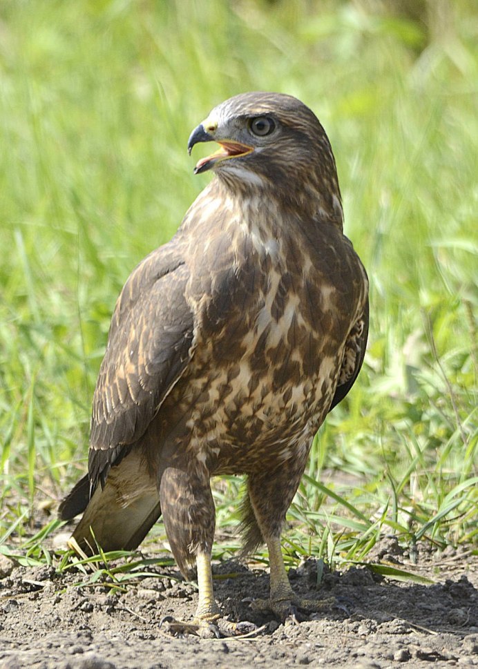 Беркут и Орлан белохвост