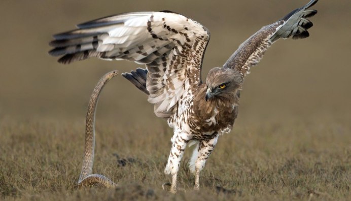 Парящий Орел