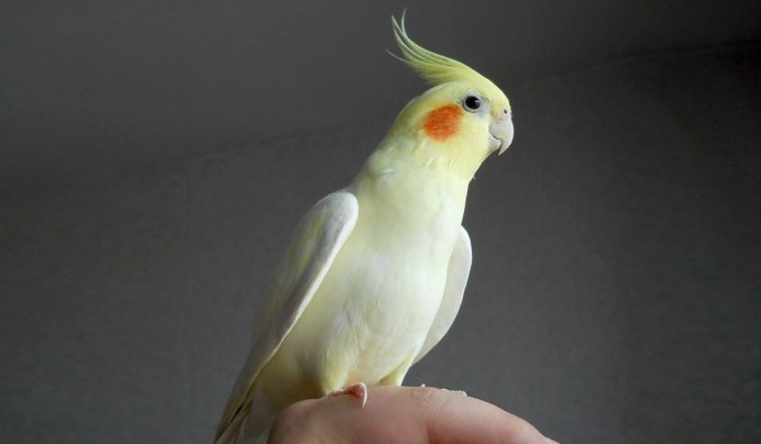 Попугай корелла фото