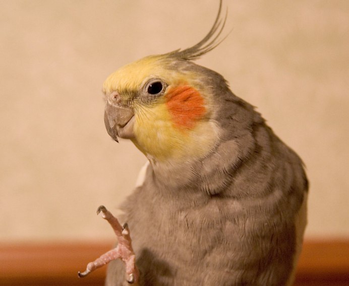 Попугайчик корелла