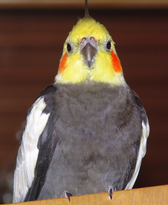 Попугай корелла