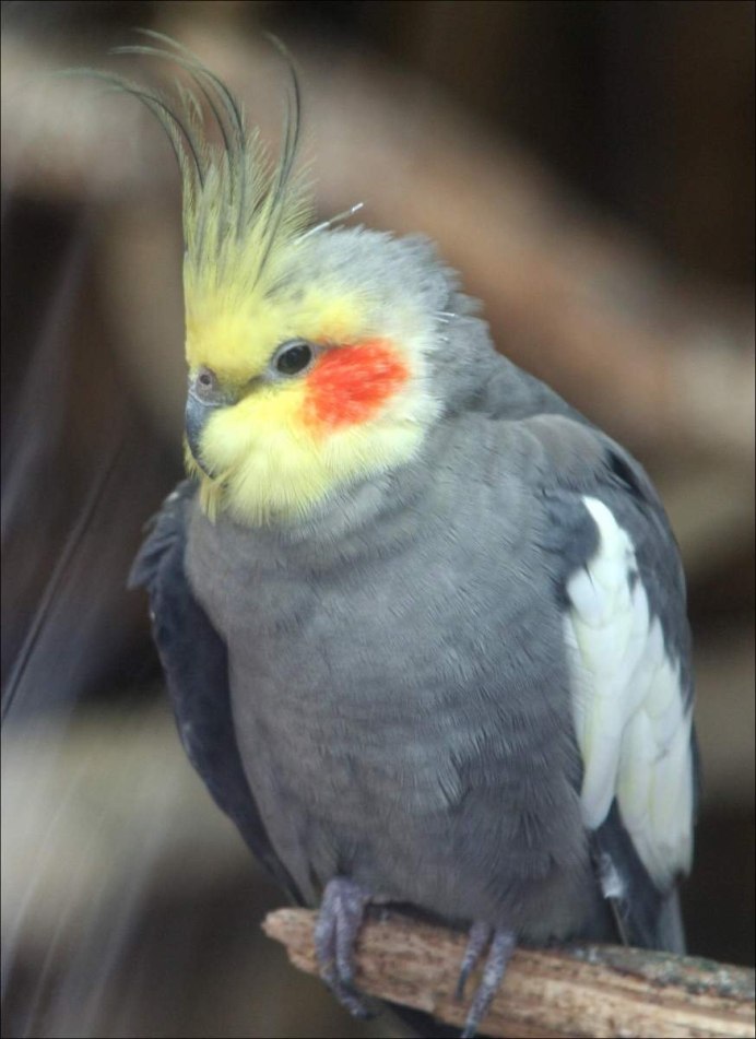 Попугай корелла белый