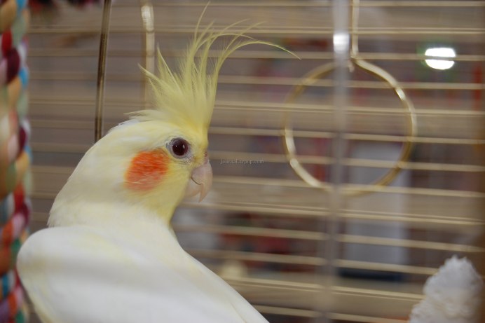 Попугай неразлучник желтый