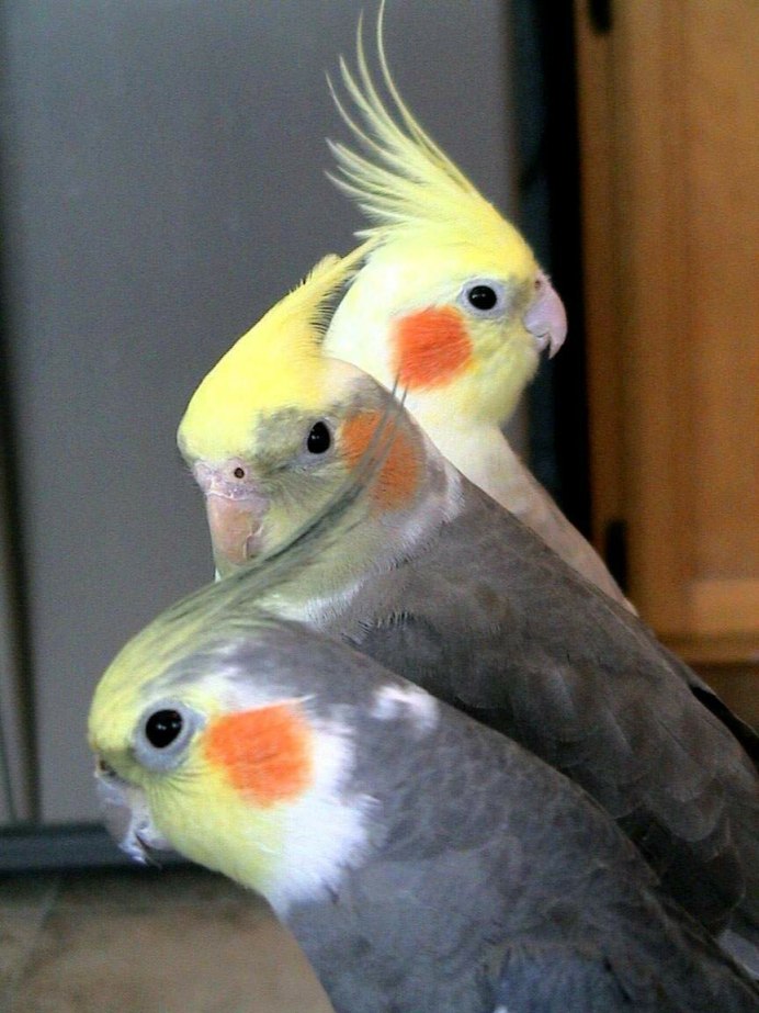 Попугай Какаду смешной