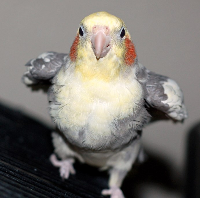 Анхель корелла