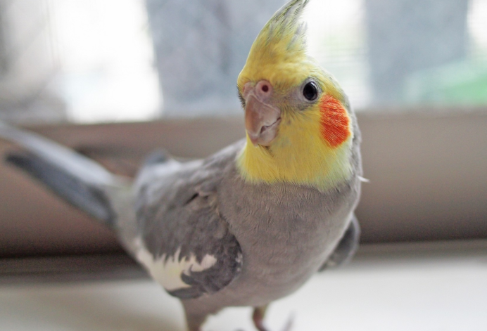 Нимфа корелла попугай