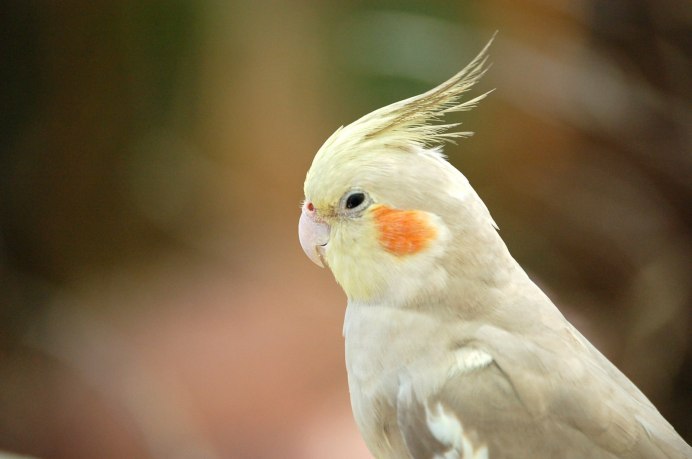 Корелла Шеки