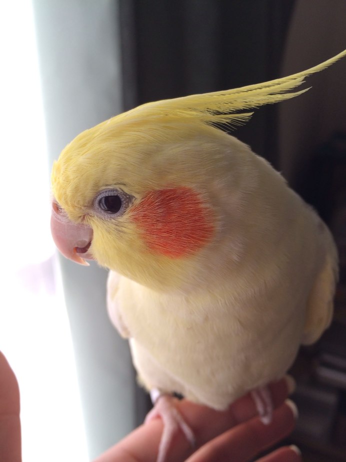 Окрас попугаев Какаду