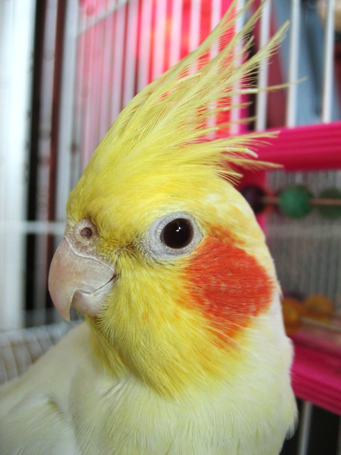 Корелла альбинос и лютино