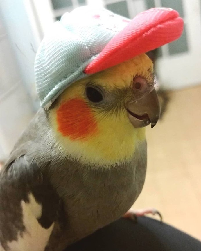 Попугай попугай корелла