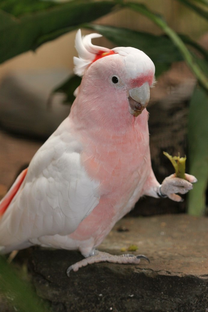 Попугай корелла